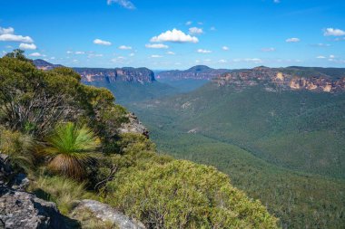 Kürsü kaya gözcüsü, mavi dağlar ulusal park, Yeni Güney Galler, Avustralya