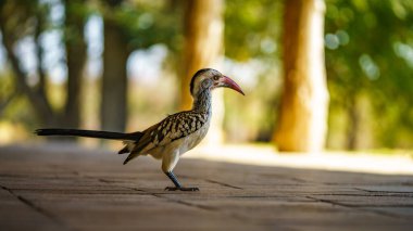 Güney Afrika 'da, mpumalanga' daki Kruger Ulusal Parkı 'nda yabani sarı gagalı boynuz gagalı.