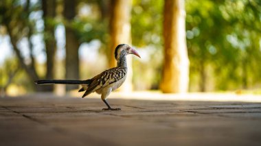 Güney Afrika 'da, mpumalanga' daki Kruger Ulusal Parkı 'nda yabani sarı gagalı boynuz gagalı.