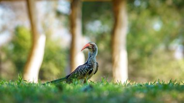 Güney Afrika 'da, mpumalanga' daki Kruger Ulusal Parkı 'nda yabani sarı gagalı boynuz gagalı.