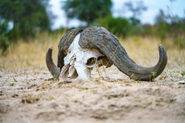Güney Afrika 'da, mpumalanga' daki Kruger Ulusal Parkı 'nda Afrika Bufalosu Kafatası