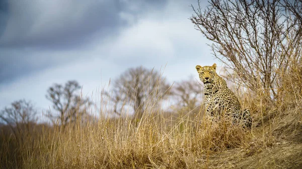 Leopardo Selvatico Nel Parco Nazionale Kruger Mpumalanga Sud Africa — Foto Stock