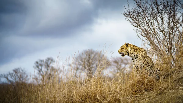 Leopardo Selvatico Nel Parco Nazionale Kruger Mpumalanga Sud Africa — Foto Stock