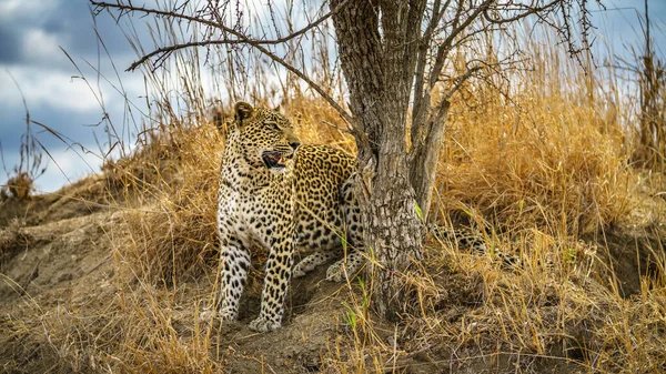 Leopardo Selvagem Parque Nacional Kruger Mpumalanga África Sul Imagem De Stock