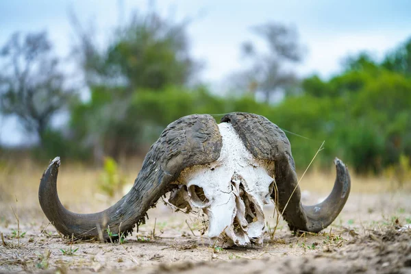 南非Mpumalanga的克鲁格国家公园的非洲水牛头骨 免版税图库图片