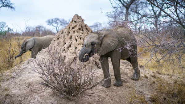 Elefantes Selvagens Parque Nacional Kruger Mpumalanga África Sul Imagem De Stock