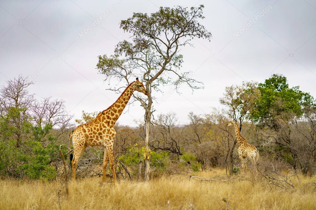 wild giraffes in kruger national park in mpumalanga in south africa