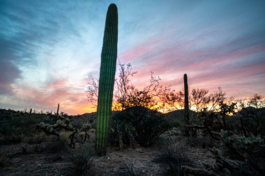 Akşamın erken saatlerinde Saguaro Kaktüsü