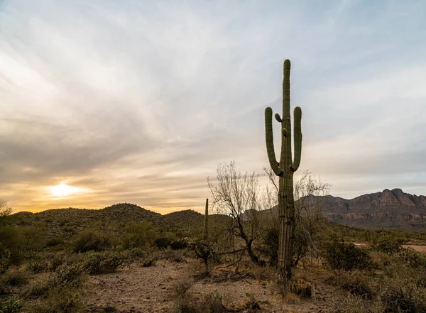 Arizona çölünde gün batımına yakın Saguaro kaktüsü