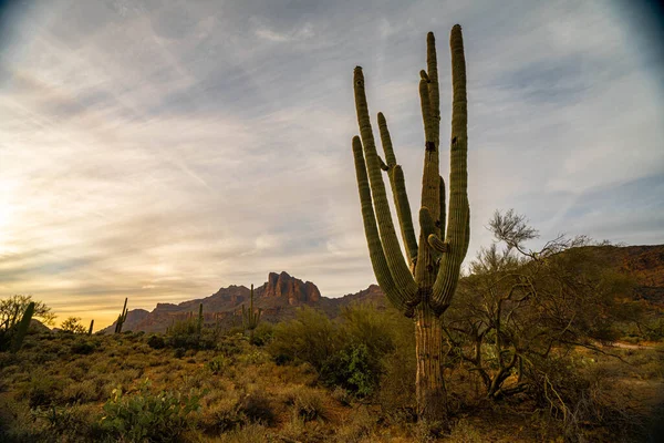 Arizona çölünde gün batımına yakın Saguaro kaktüsü