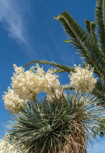 İlkbaharda açan tropik bir ağaç Palmiye ağacıyla