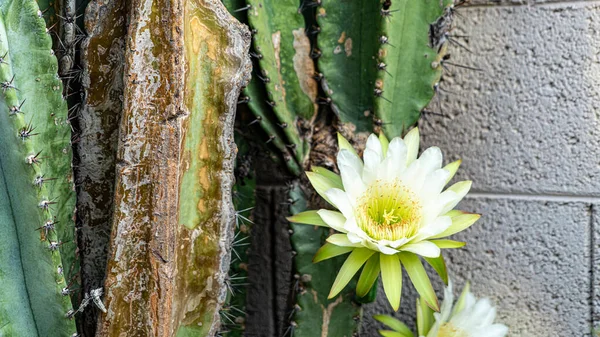 Цветок кактуса цветет ранним утром — стоковое фото