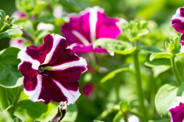 Renkli petunyaların closeup yeşil çayır üzerinde