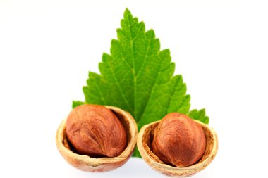 hazelnut with selname leaves on white background. Healthy vegetarian food