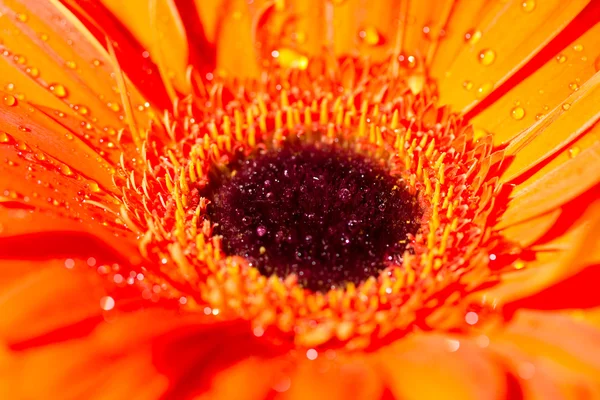 Orangen Gerbera Gänseblümchen Blume mit Wassertropfen — Stockfoto