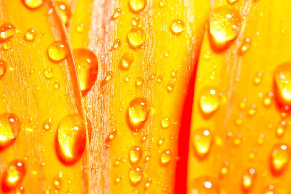 Orange gerbera daisy flower with water drops — Stock Photo, Image