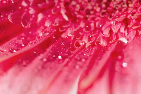 Rosa Gerbera Gänseblümchen Blume mit Wassertropfen — Stockfoto