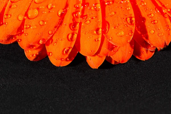 Orangen Gerbera Gänseblümchen mit schwarzem Hintergrund — Stockfoto