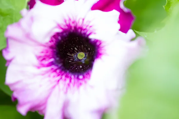 Primeros planos coloridas petunias en un prado verde —  Fotos de Stock