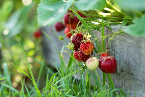 Mogna färska jordgubbar på trä bakgrund, närbild — Stockfoto
