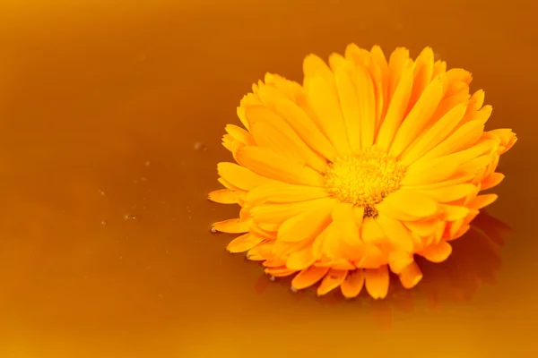 Schöne Blume auf einem Hintergrund aus frischem süßem Honig — Stockfoto