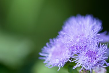 güzel ageratum closeup yeşil çayır üzerinde
