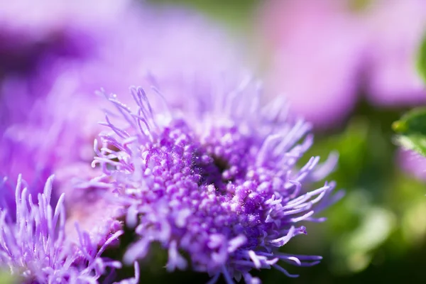 Hermoso ageratum primer plano en un prado verde —  Fotos de Stock