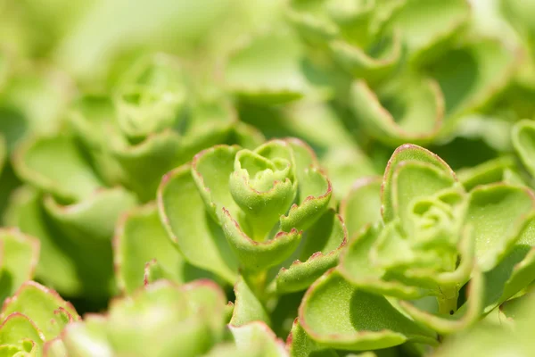 Folhas de Sedum closeup — Fotografia de Stock