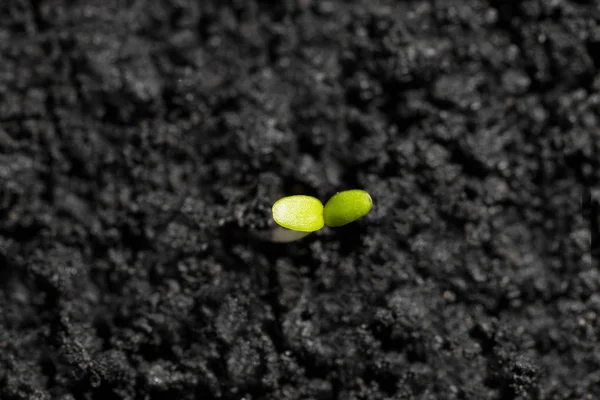 Green sprout growing from ground or the concept of starting a new business — Stock Photo, Image