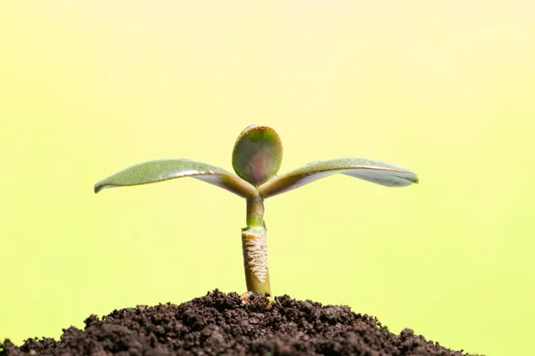 Brote verde que crece desde el suelo o el concepto de iniciar un nuevo negocio — Foto de Stock