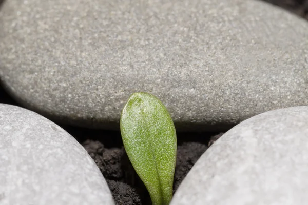 Brote verde que crece desde el suelo o el concepto de iniciar un nuevo negocio —  Fotos de Stock