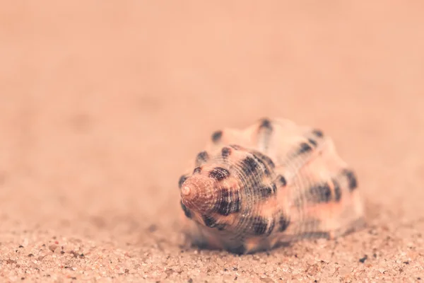 Sea shell on the sand. Macro — Stock Photo, Image