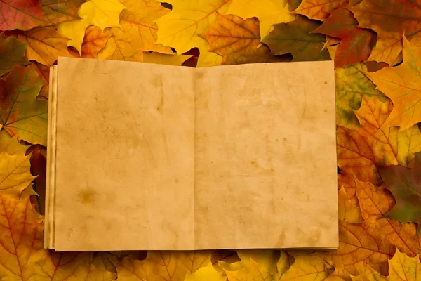 Altes leeres Buch auf mehrfarbigen Ahornblättern. Erntedank, Herbst. Stockbild