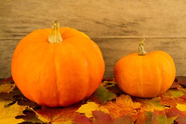 Sarı olgun kabak, akçaağaç ahşap arka plan üzerinde bırakır. Şükran günü, sonbahar.