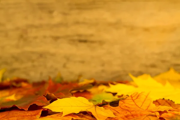 Kleurrijke esdoorn bladeren op houten achtergrond. Thanksgiving, herfst. — Stockfoto
