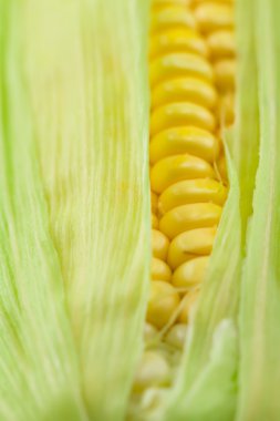 Mısır ahşap arka plan üzerinde taze olgun kulaklar