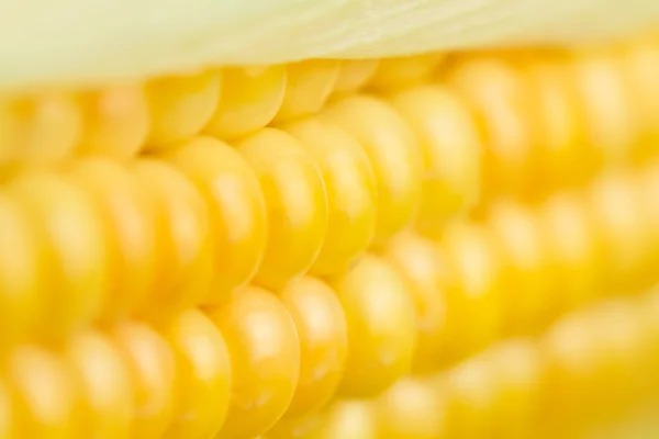Fresh ripe corn cobs, macro — Stock Photo, Image
