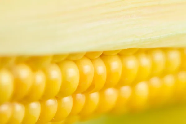 Fresh ripe corn cobs, macro — Stock Photo, Image