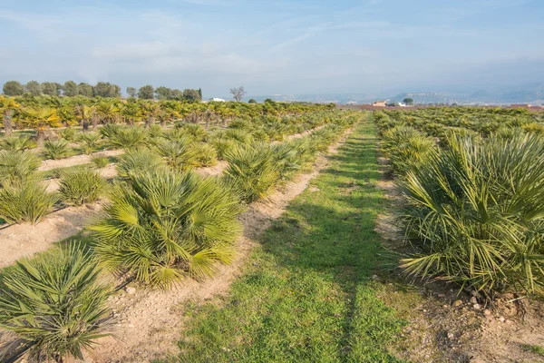 Palmplantskola Provinsen Tarragona Spanien — Stockfoto