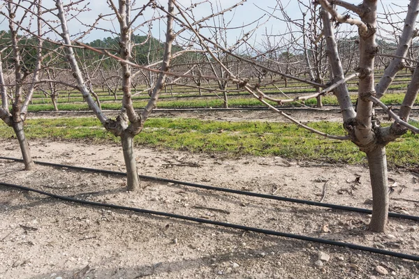 Irrigação Por Gotejamento Uma Plantação Cereja — Fotografia de Stock