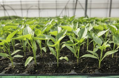 Su toplayan serada tepside yetişen biber tohumları.