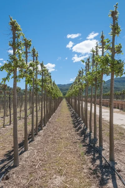 Vista Viveiro Plantas Ornamentais Margens Rio Ebro Espanha — Fotografia de Stock