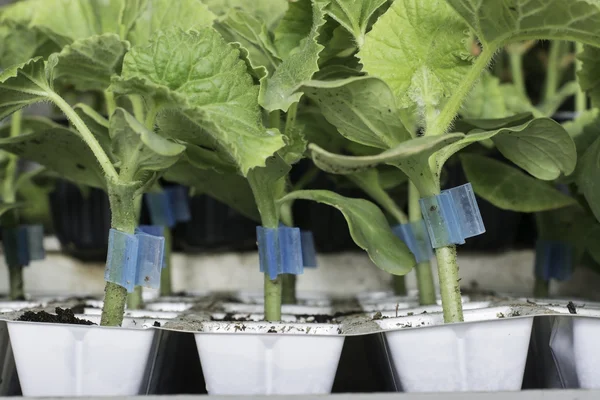 Detail Van Graft Gemaakt Van Watermeloen Planten — Stockfoto