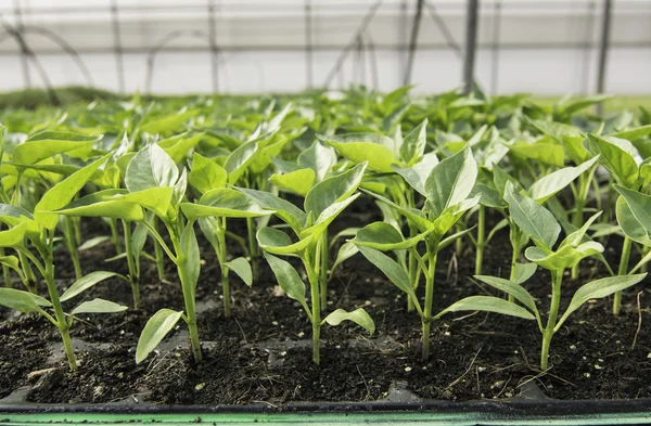 Pimientos Plántulas Cultivadas Bandejas Blisters Invernadero —  Fotos de Stock