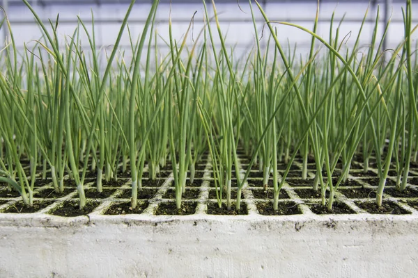 Plántulas Cebolla Plantadas Bandejas Poliestireno Invernadero — Foto de Stock