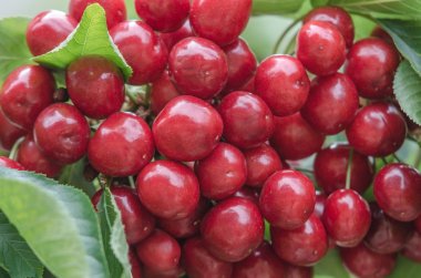 Bir buket kiraz ve büyük bir kiraz.