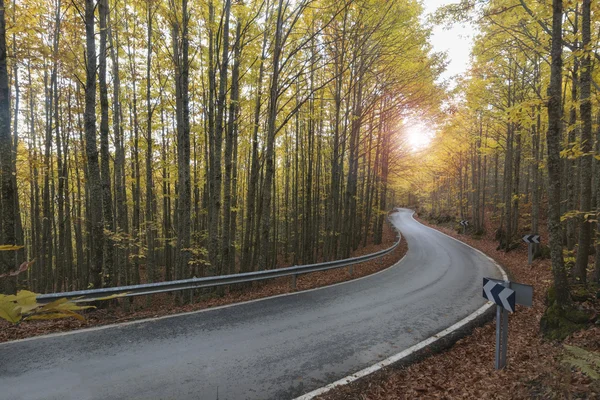 mountain road in the community of Madrid, Spain, surrounded by chestnut trees in autumn