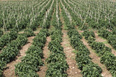 Onlarsız montaj çubuklarıyla biber dikmek