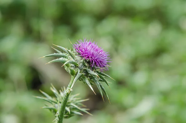 Silybum marianum, milk thistle commonly called, is an annual or biennial herbaceous plant of the Asteraceae family, native to the Mediterranean — Stock Photo, Image