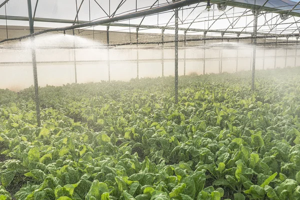 Planta de estufa sendo regada com difusores colocados em altura — Fotografia de Stock